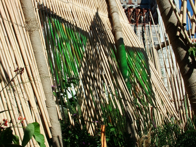 La Cathédrale de Bambou